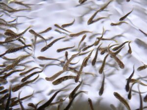 Incubatoio Corteno Golgi