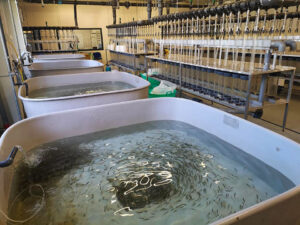 Incubatoio Regionale Desenzano