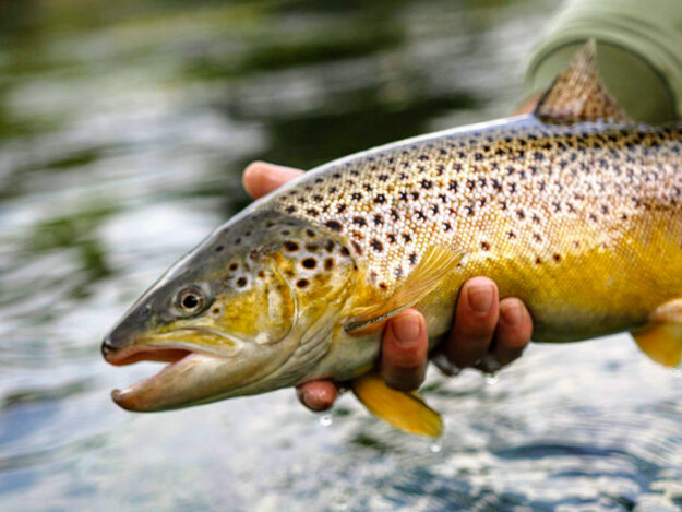 Incubatoio Tremosine