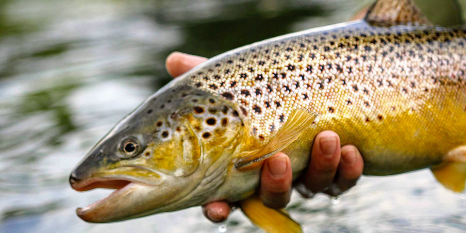 Incubatoio Tremosine